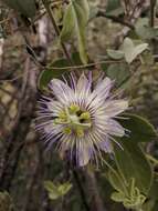 Image de Passiflora arida (Mast. & Rose) Killip