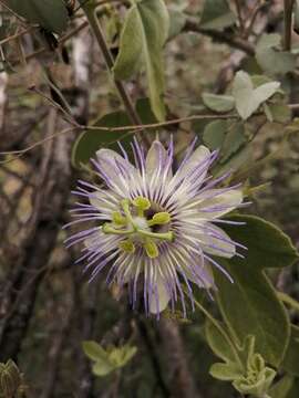 Passiflora arida (Mast. & Rose) Killip的圖片