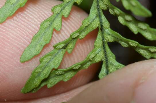 Plancia ëd Notogrammitis heterophylla (Labill.) Parris