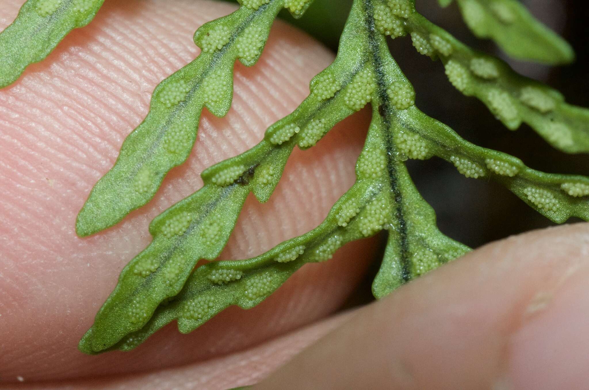 Plancia ëd Notogrammitis heterophylla (Labill.) Parris