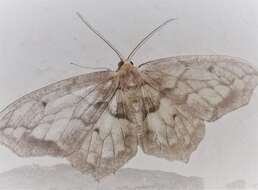 صورة Hydatoscia ategua Druce 1892