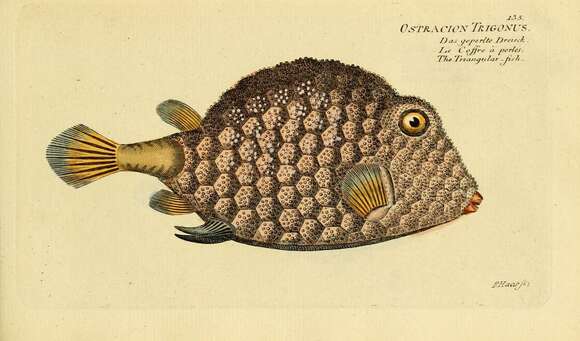 Image of Buffalo Trunkfish