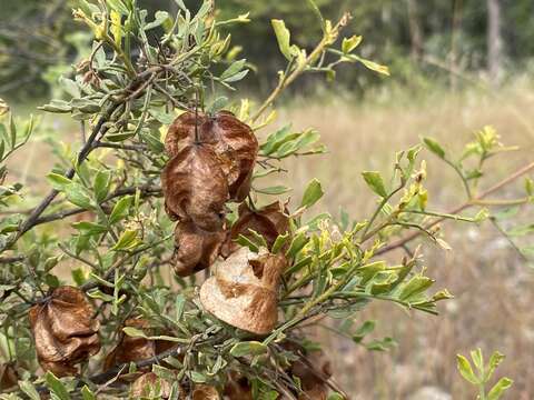 Image de Dodonaea physocarpa F. Müll.