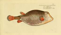 Image of Triangular boxfish