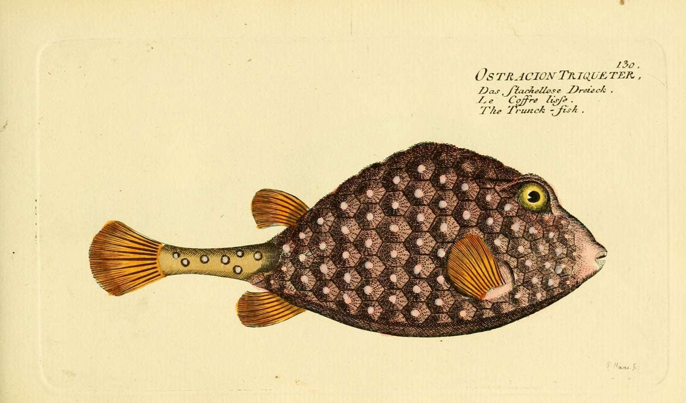 Image of Lactophrys triqueter