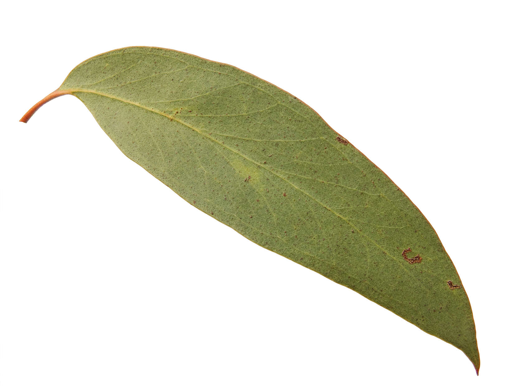 صورة Eucalyptus macrorhyncha F. Müll.