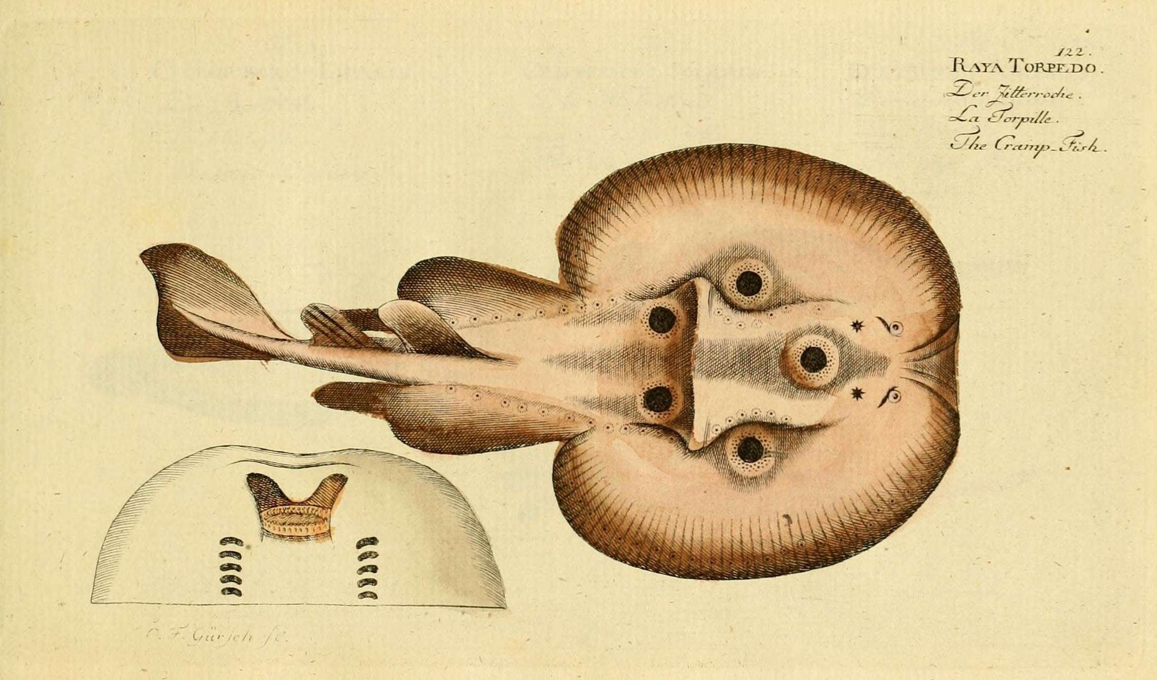 Image of Common Torpedo Ray