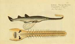 Image of Common sawfish