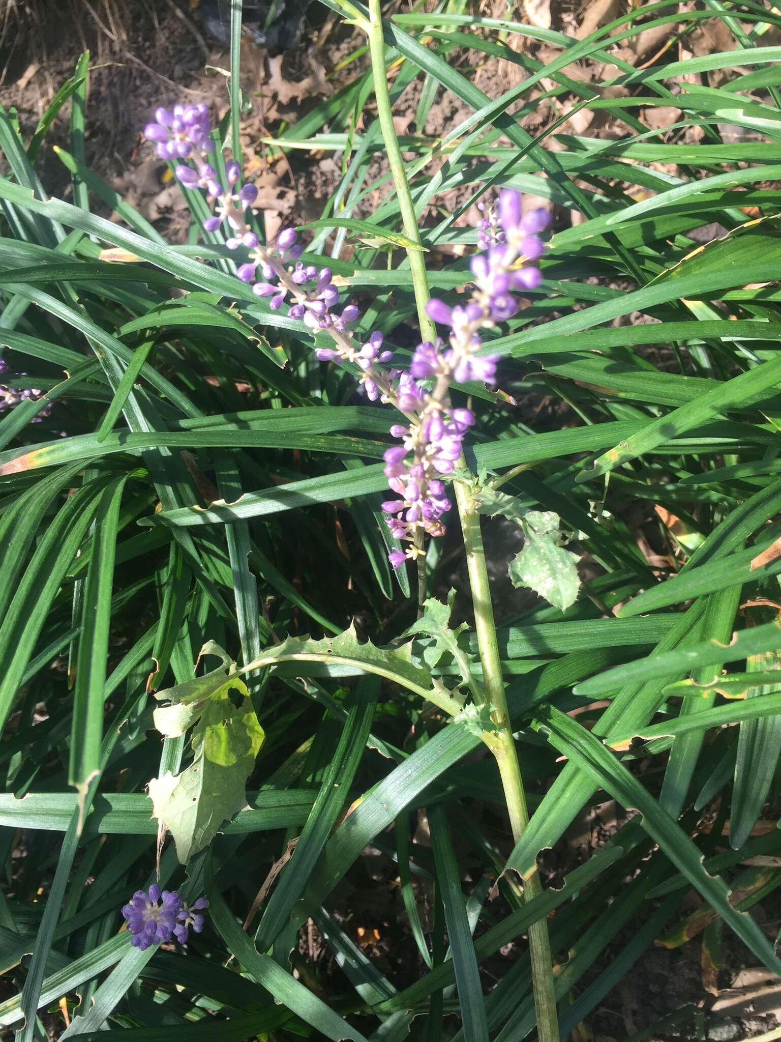 Image of Big blue lilyturf'