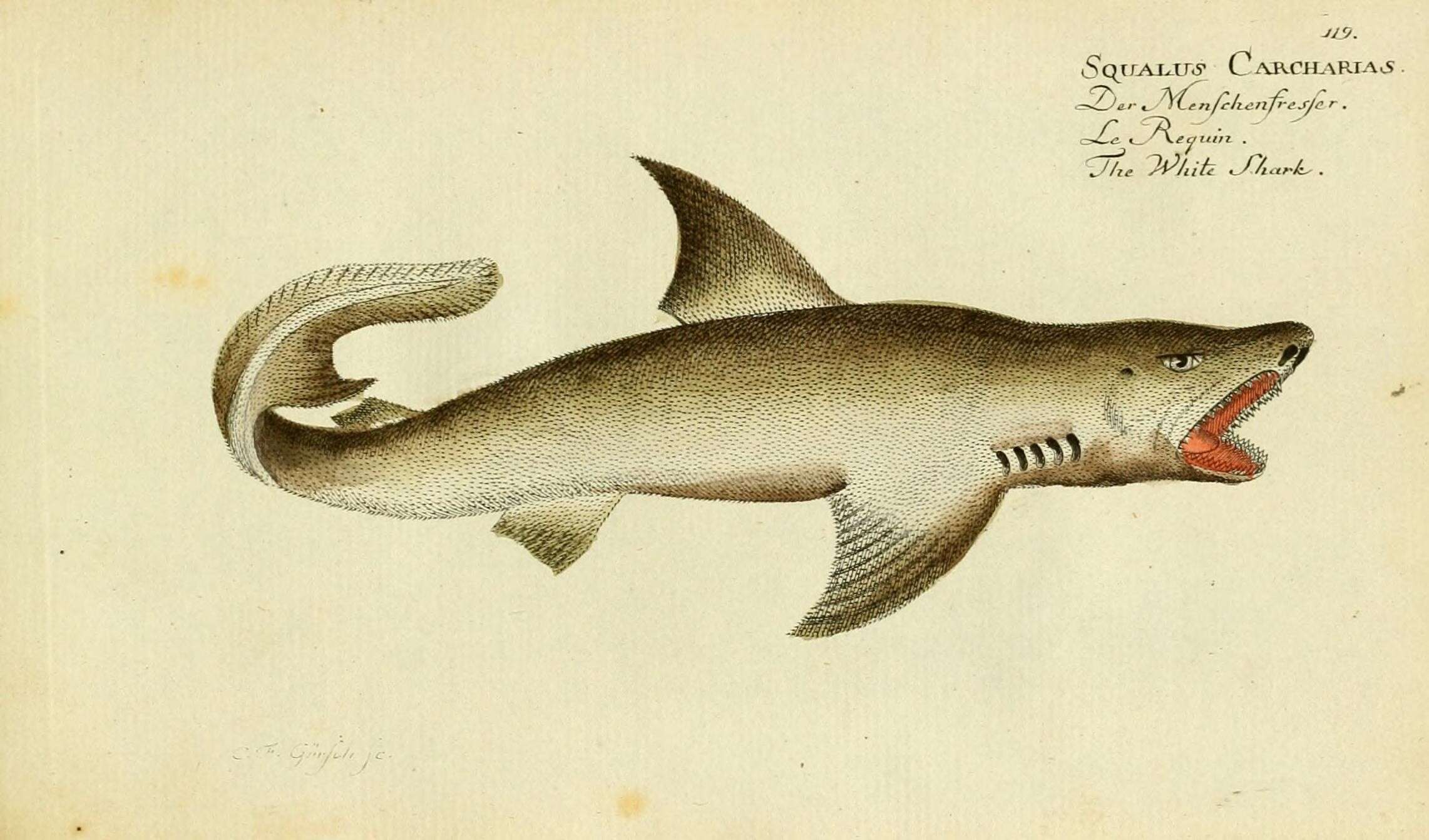 Carcharodon resmi