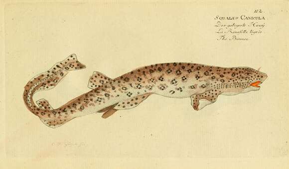 Image of Lesser Spotted Dogfish