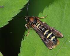 Image of Raspberry Clearwing