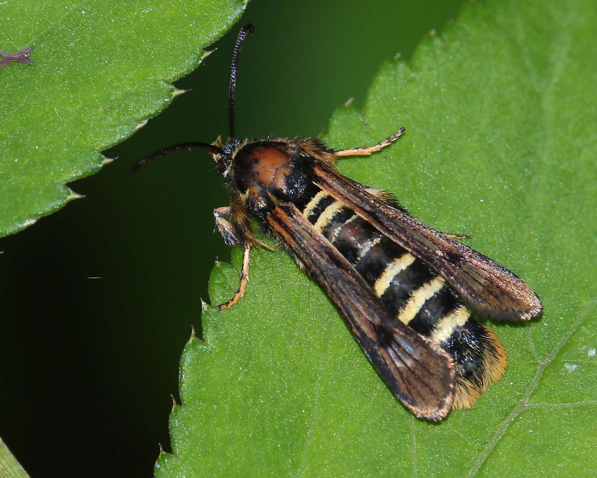 Image of Raspberry Clearwing