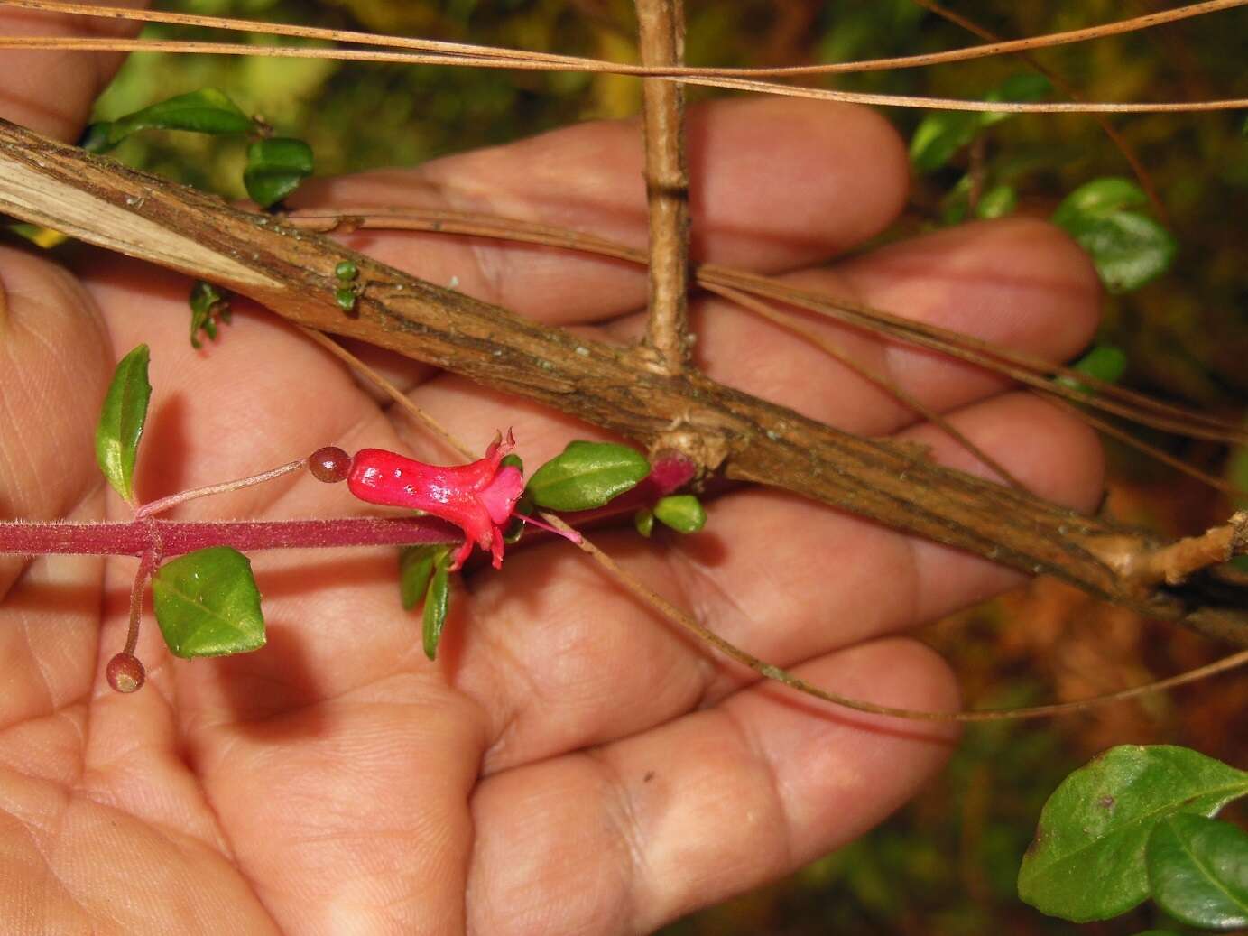 Image of Fuchsia microphylla Kunth