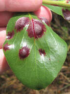 Image of Exobasidium arctostaphyli Harkn. 1884