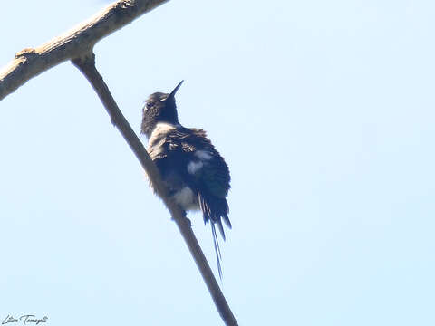 Image of Black-bellied Thorntail