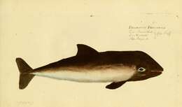 Image of Common porpoises