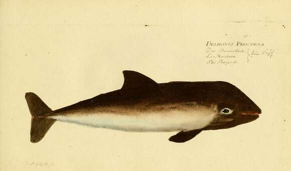 Plancia ëd Phocoena G. Cuvier 1816