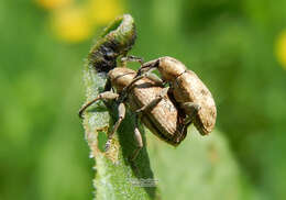 Image of Dock Hyper Weevil