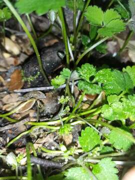 Image of Azorella hookeri Drude