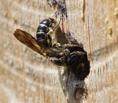 Imagem de Chelostoma florisomne (Linnaeus 1758)