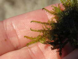 Image of Scorpidium cossonii Hedenäs 1989