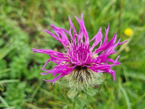 Centaurea uniflora Turra resmi