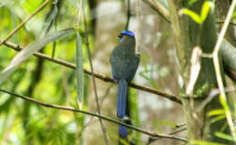 Image of Amazonian Motmot