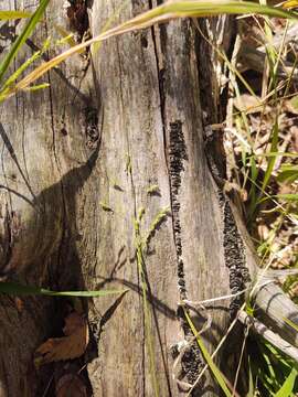 Image of bunch cutgrass