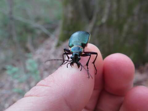 Слика од Calosoma (Calosoma) wilcoxi Le Conte 1847