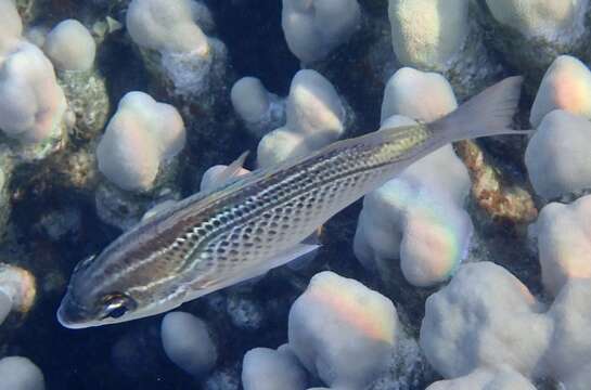 Image of Arabian monocle bream