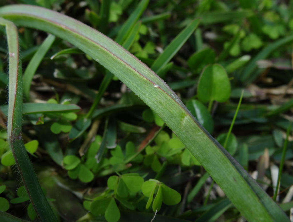 Image of Trachyandra ciliata (L. fil.) Kunth