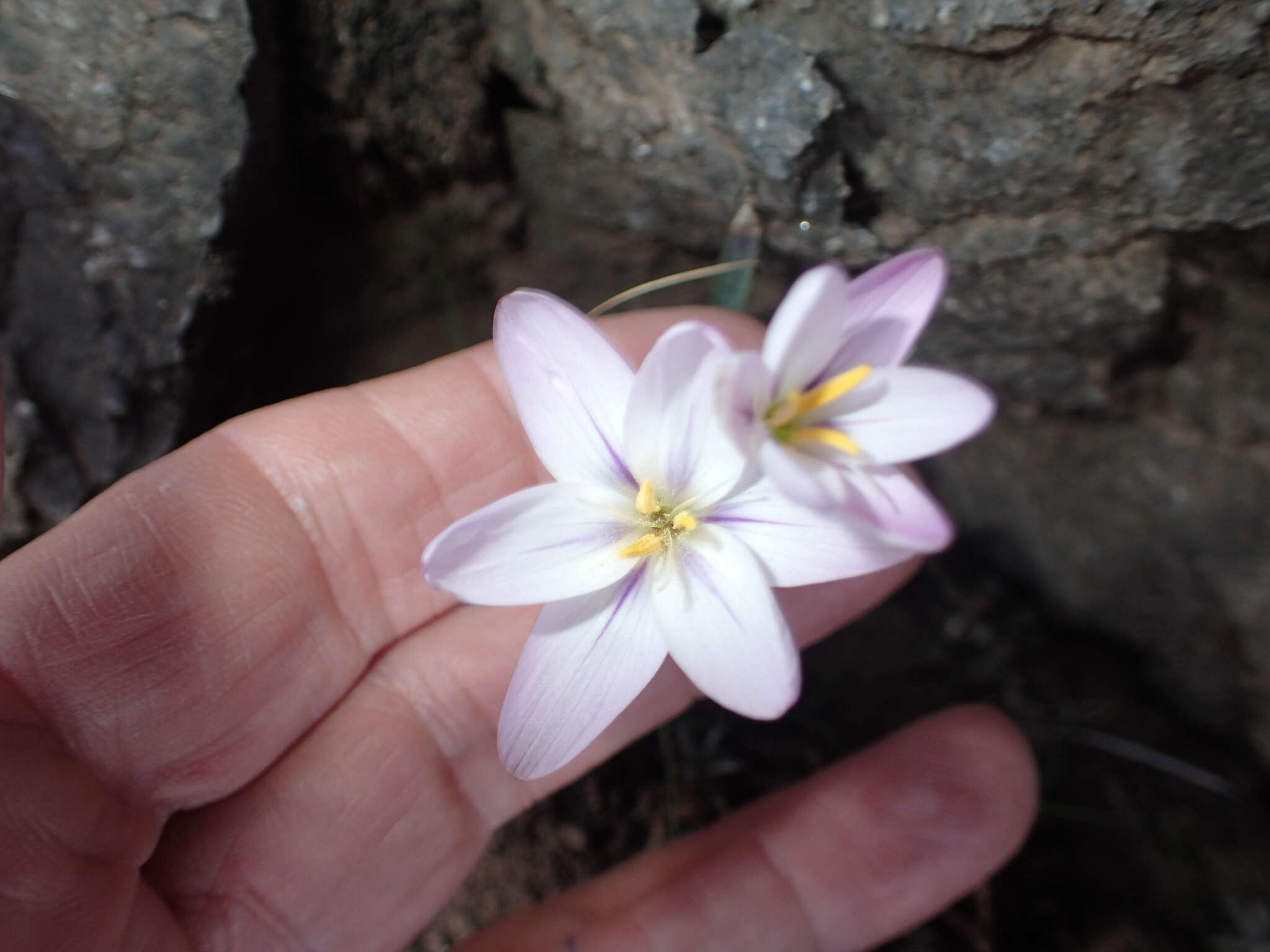 Image of Hesperantha candida Baker