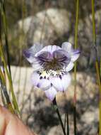 Imagem de Gladiolus taubertianus Schltr.