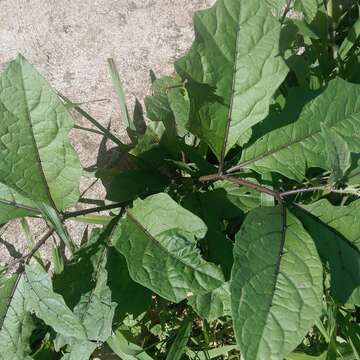 Image of Solanum volubile Sw.