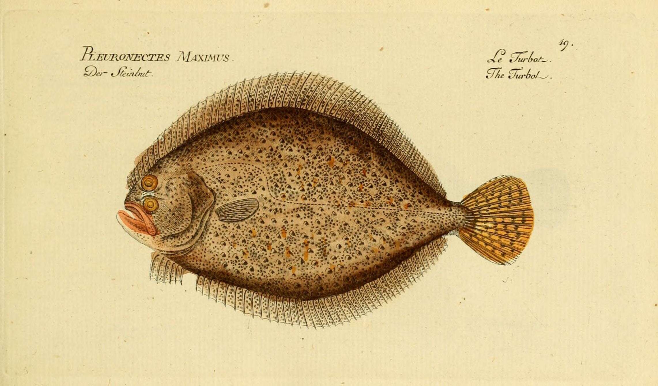 Image of turbot