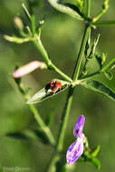 Image of Dicliptera cernua (Nees) J. C. Manning & Goldblatt