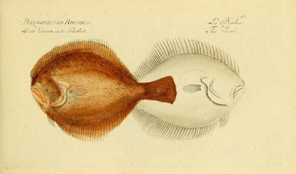 Imagem de Scophthalmus rhombus (Linnaeus 1758)