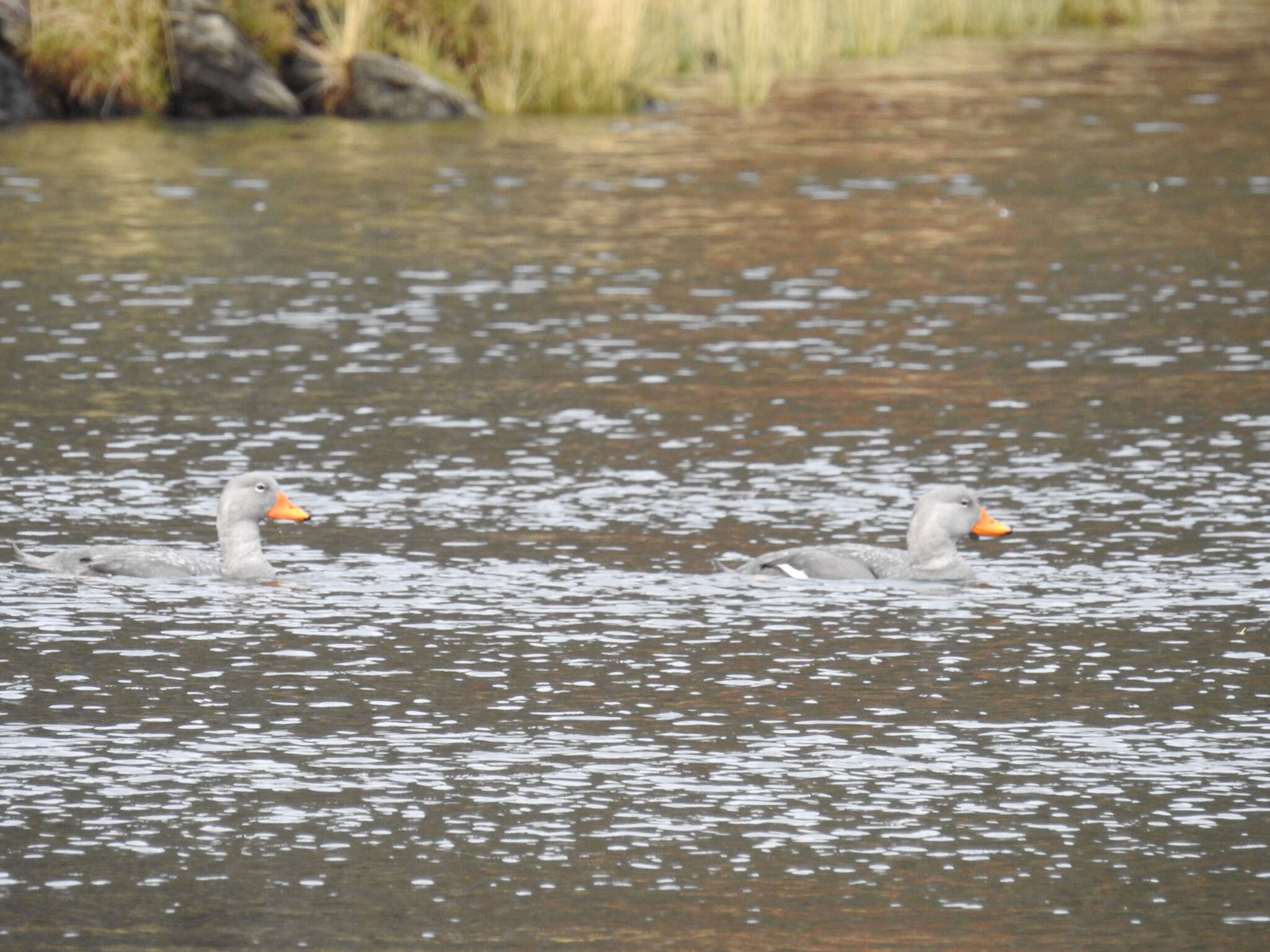 Image of Flightless Steamer-Duck