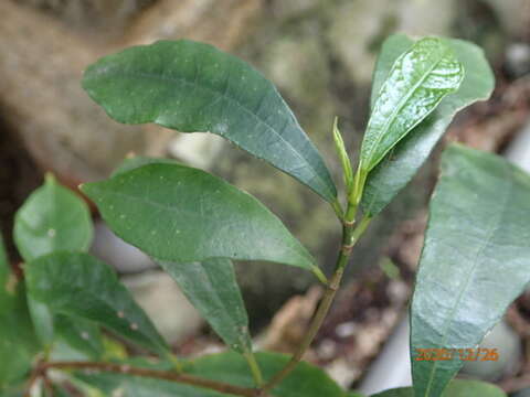 Слика од Ficus formosana Maxim.