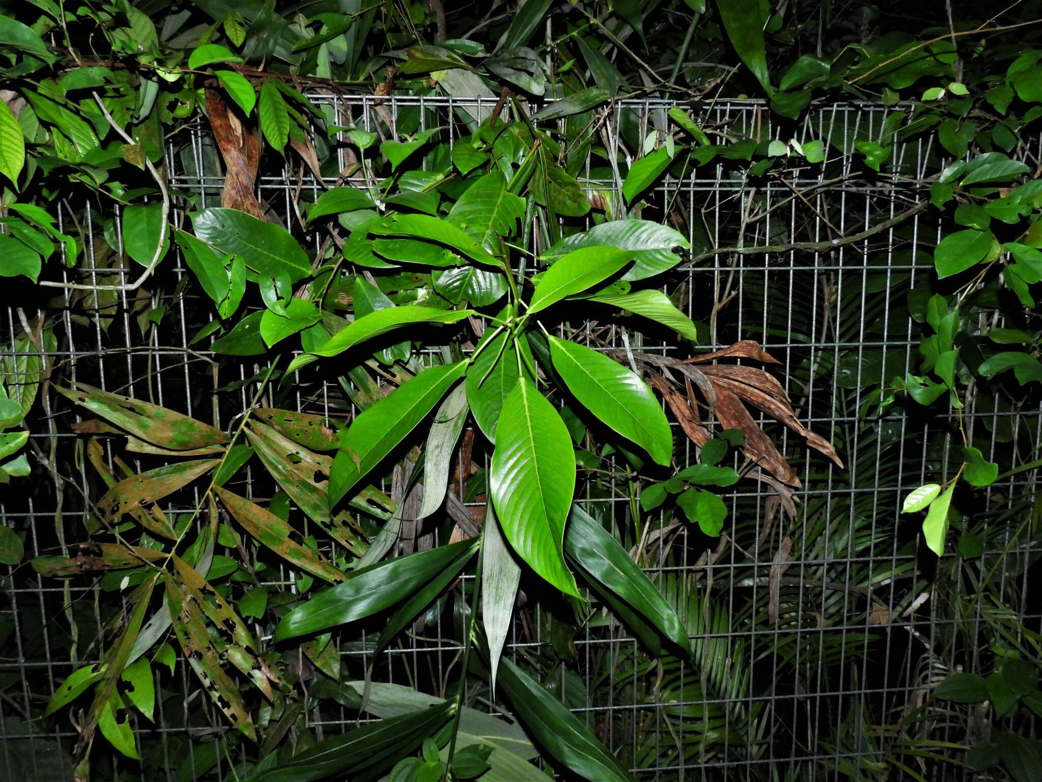 Image de Ixonanthes reticulata Jack