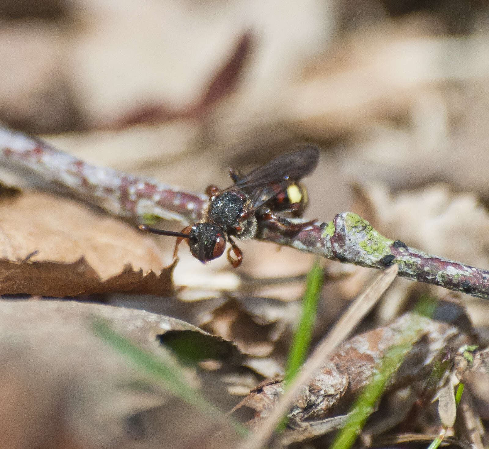 Слика од Nomada leucophthalma (Kirby 1802)