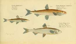 Image of Vendace