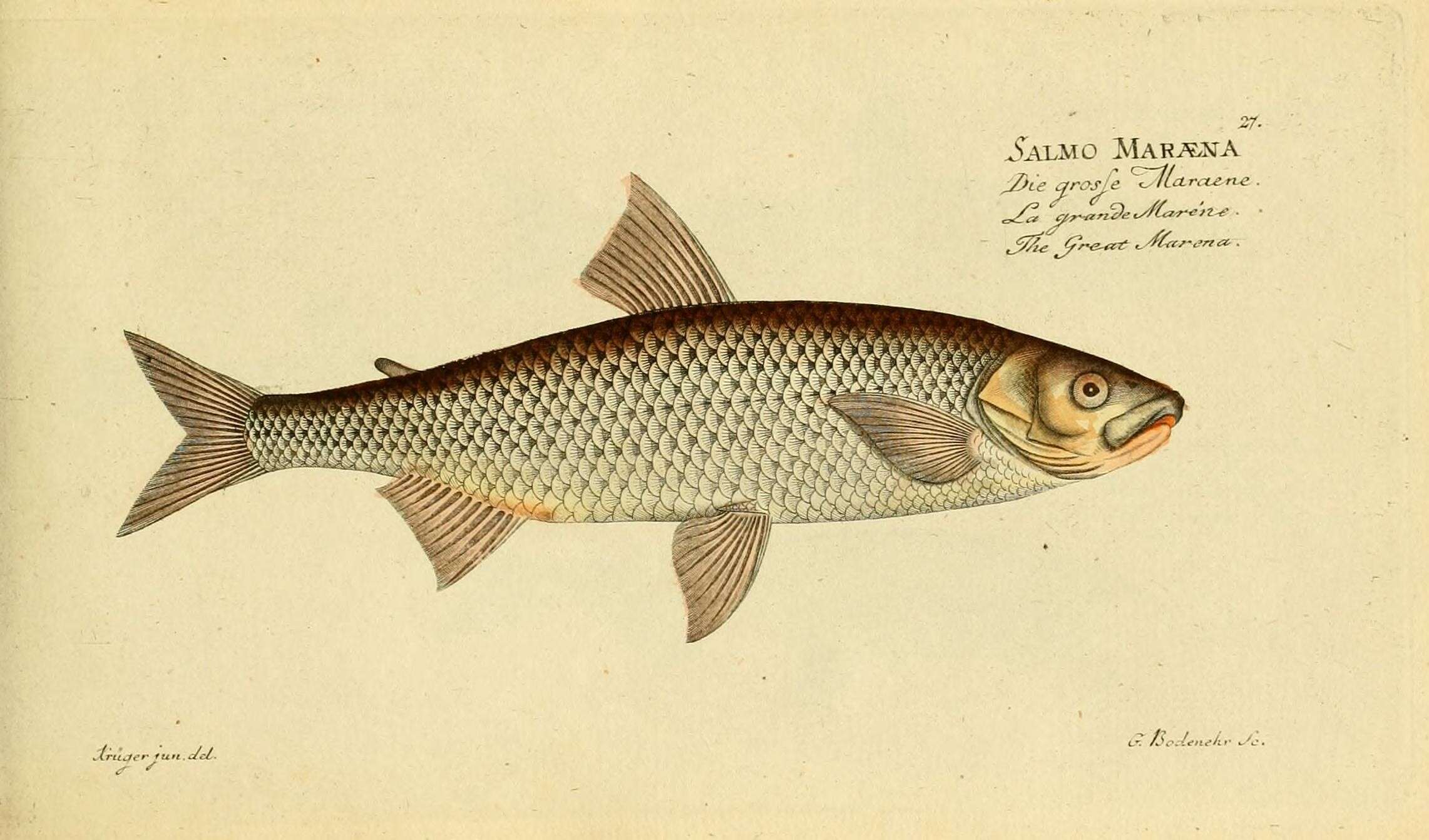 Image de Coregonus maraena (Bloch 1779)