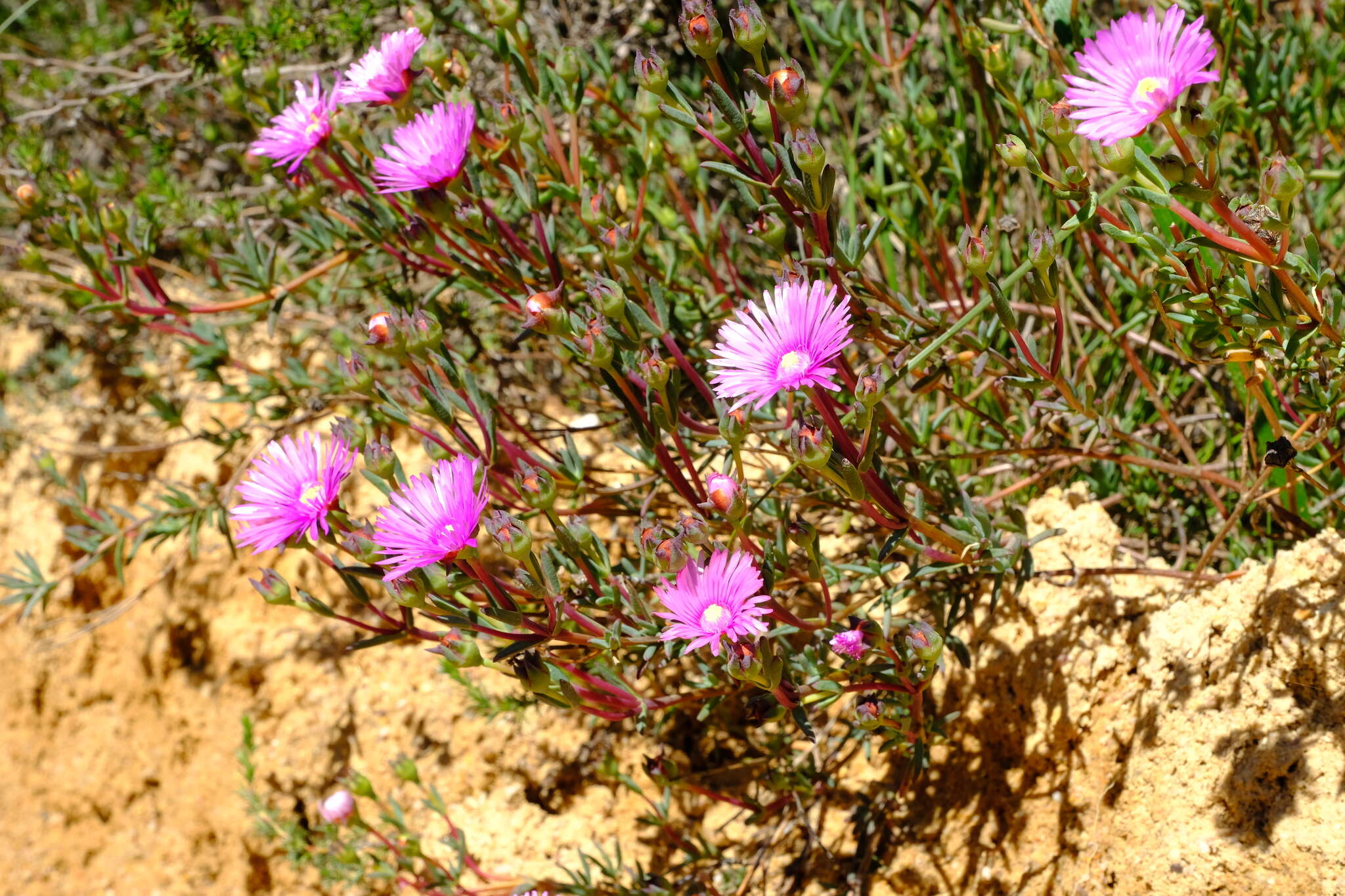 صورة Lampranthus densifolius (L. Bol.) L. Bol.