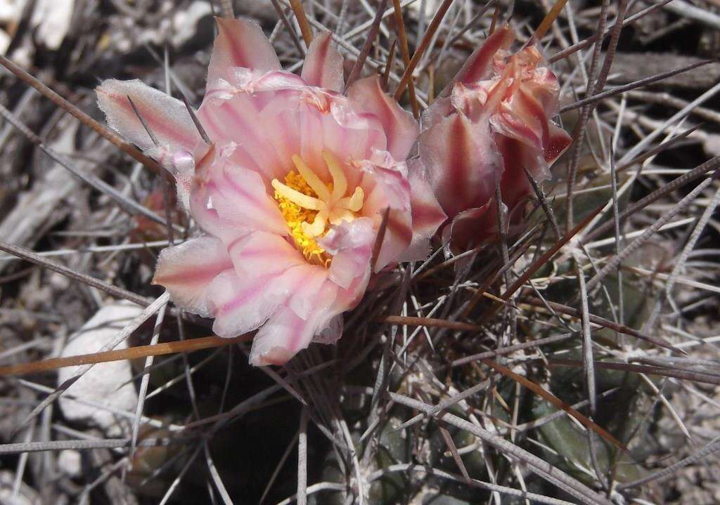 Image of Thelocactus tulensis (Polseg.) Britton & Rose