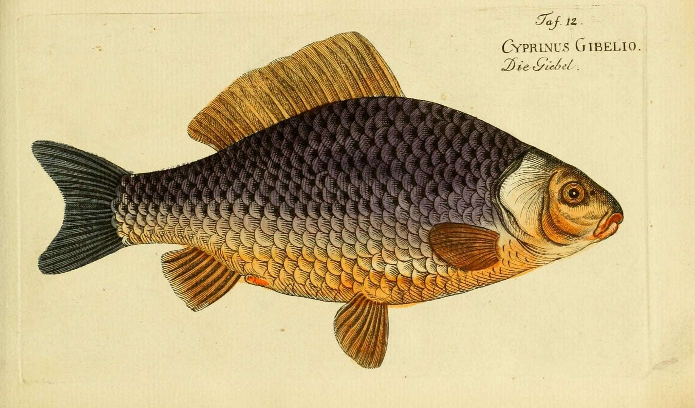 Image of Gibel carp