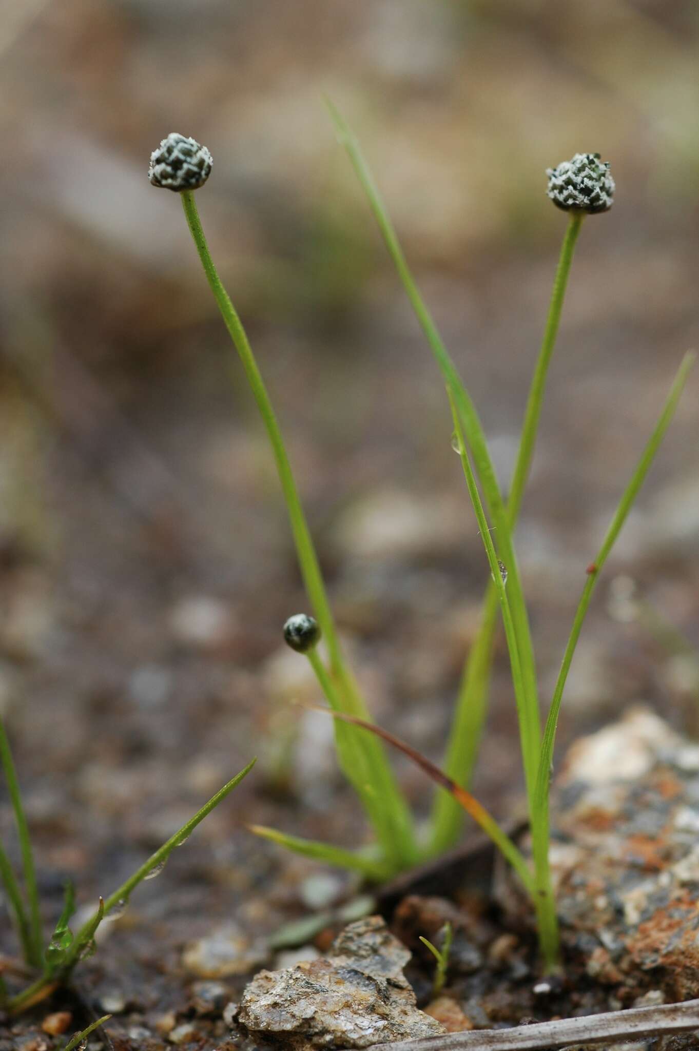 Image of Gulf Pipewort