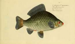 Image of Crucian Carp