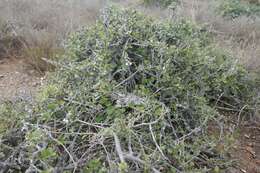 Image of Drimia monophylla